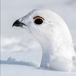 Meet your Posher, Sean